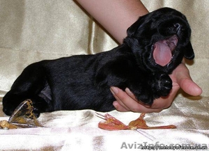 роскошные щенки ризеншнауцера #293942