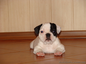 Щеночек французского бульдога #304686