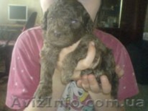 Пудель коричневый, средний,  мальчик #289361