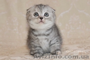 Шотландцы вислоухие #297812