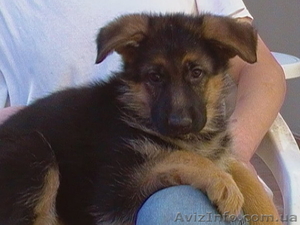 Перспективные щенки немецкой овчарки в питомнике v. Foxberg #284655