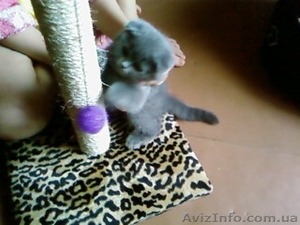 Вислоухие очаровашки шотландской породы #283240