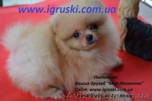 Щенки Померанского шпица #300783
