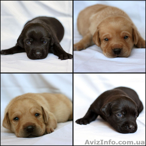 Продаются щенки лабрадора! #294553