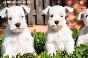 Цвергшнауцер щенки белого окраса #302225