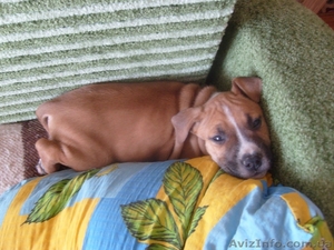 Продам щенка Стаффорда! Недорого!!! #288483