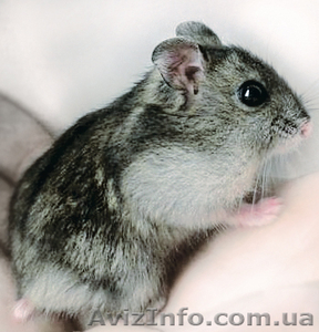 Джунгарские хомячки #307765