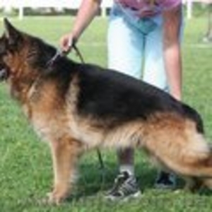 Перспективные немчарята для племенного разведения #319390