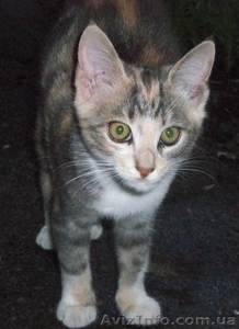 Котенок ТРЕХЦВЕТНАЯ ДЕВОЧКА.  ОТДАМ в добрые руки #287416
