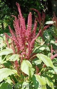 амарант #328369