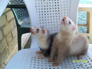 хорьки - фретки... #313826