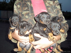 Продам щенков ягдтерьера #310062