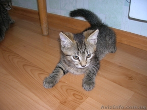 Дарю котят (Срочно). Им очень нужен дом. #330029