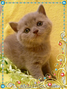 продаются чудесные шотландскте котята #314611