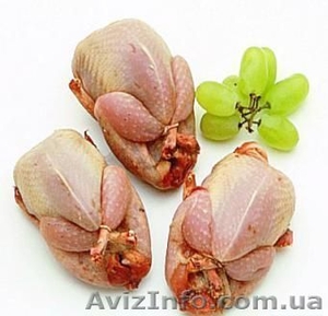 тушки и яйца перепелиные #315774