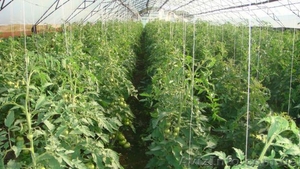 Совместная деятельность в тепличном хозяйстве. #334444