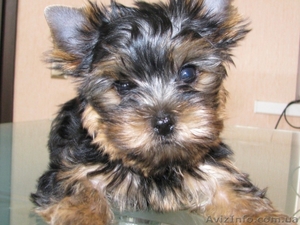 Йоркширский терьер мальчики #326094