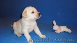 Предлагаем щенков лабрадора ретривера #325562