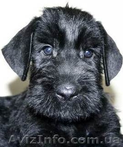 продам щенков Ризеншнауцера #323029