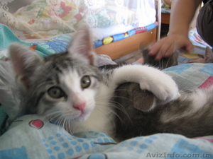 Подарю домашнего котёнка #319161