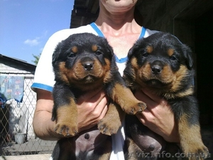 щенки ротвейлера девочки #315701