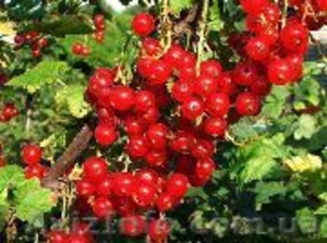 Красная смородина #307651