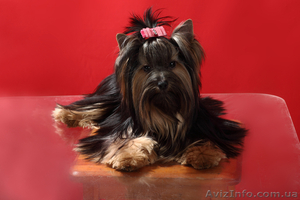 Видеооператор  на свадьбу #330070