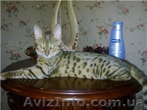 Питомник Cotillion #317945