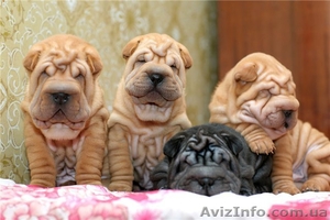 РОДОСЛОВНЫЕ ЩЕНКИ ШАРПЕЯ #322977