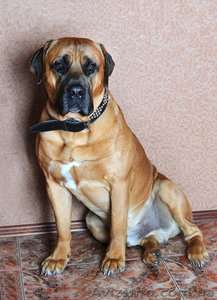 южно-африканский бурбуль #329037