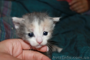 отдам КОТЯТ в хорошие руки! #315571
