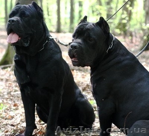 кане корсо щенки черного окраса #327653