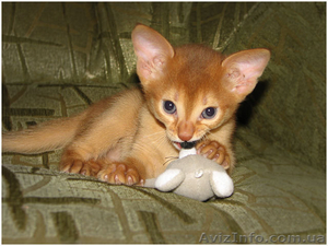 Абиссинский котенок ищет любящих хозяев #314354
