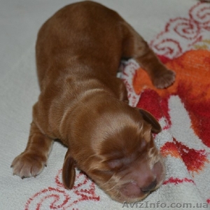 Продаются щенки английского кокера-спаниеля! #316704