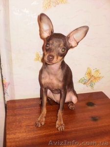 Щенок той терьера. (мальчик) #306349