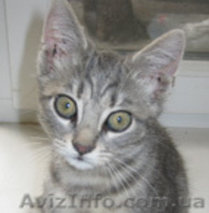 Котенок,  продам #338144