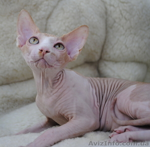 Продам Канадского Кота,  Леопольда #321155