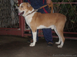 Перспективные щенки среднеазиатской овчарки #314650