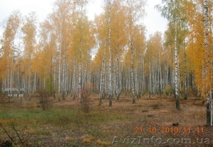 Щорс,  С.Кучиновка #316894