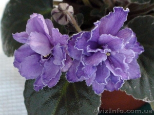 Фиалки,  сенполии,  бальзамины,  стрептокарпусы #310033