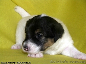 Гладкошерстные щенки Джек рассел терьера! #312437