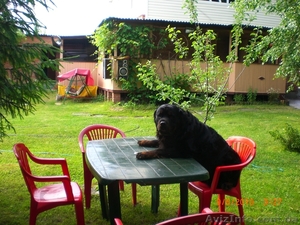  Отдых на уютной даче в деревне Студенок  и 2 ком.квартира в центре Св #222231