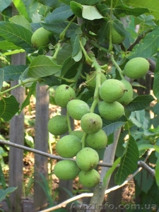 Скороплодный грецкий орех #307673