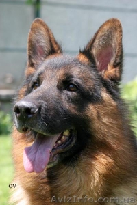 Перспективные щенки для племенного разведения #319383