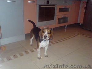 Щенки Бигля (алиментные) #335286