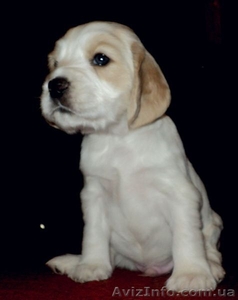 щенки Русский Спаниель #318396