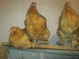 брама орпингтон китайские шелковистые #323384