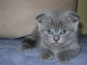 шотландские котята с документами #316389