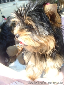 Самый классный йоркширский терьер #322288