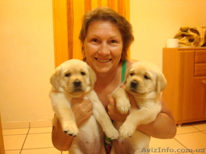 Очаровательные щенки лабрадора-ретривера #330715